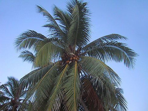 Foto Palme mit Kokosnüssen