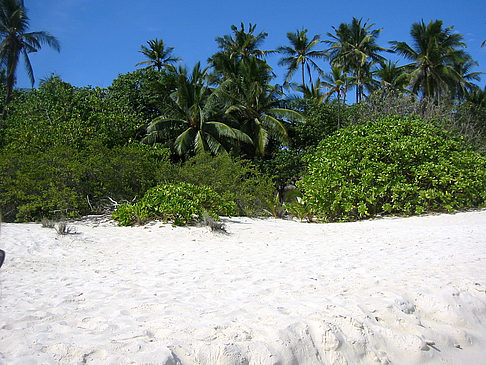 Pflanzen am Strand Fotos