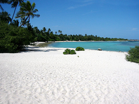 Foto Pflanzen am Strand - 