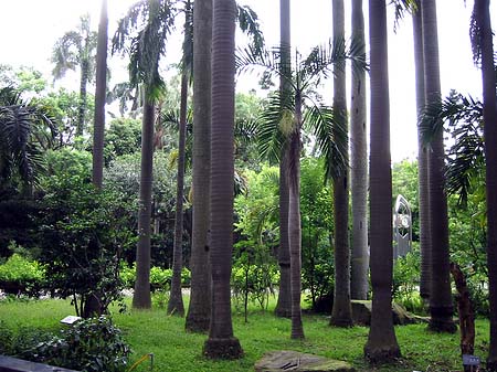 Botanischer Garten Foto 