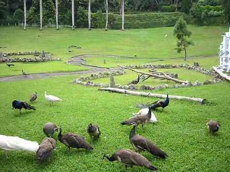 Foto Sun Moon Lake - 